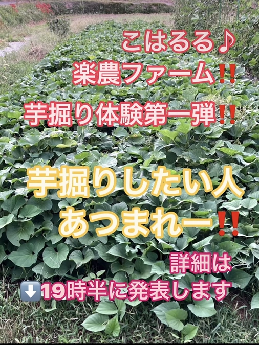 LuAna♬こはるる♪楽農ファームさつまいも掘り第二段‼️