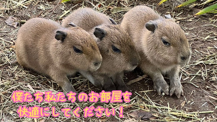 日本のカピバラの血統と未来を守りたい｜袖ヶ浦ふれあいどうぶつ縁 3枚目