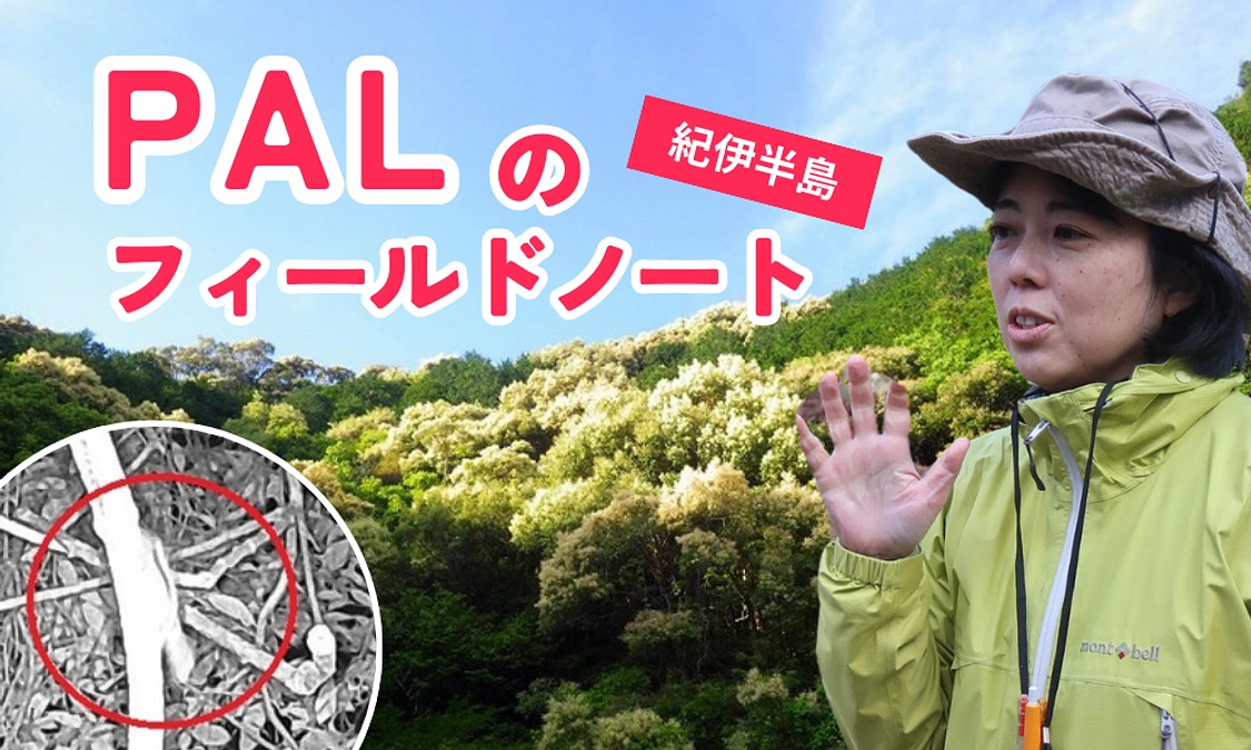 Palのフィールドノート（４）