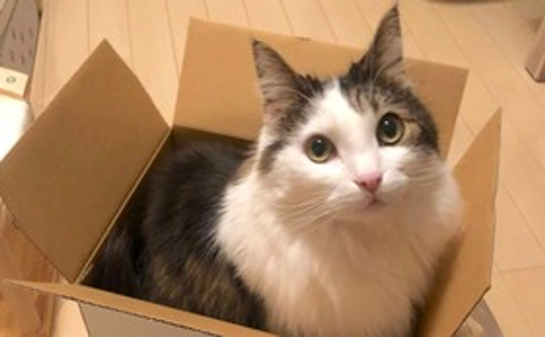 おうえんくろーねコース