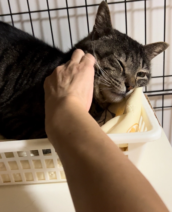 応援ありがとうございます！