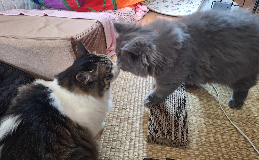 ポンちゃん明日のために2 リターン不要