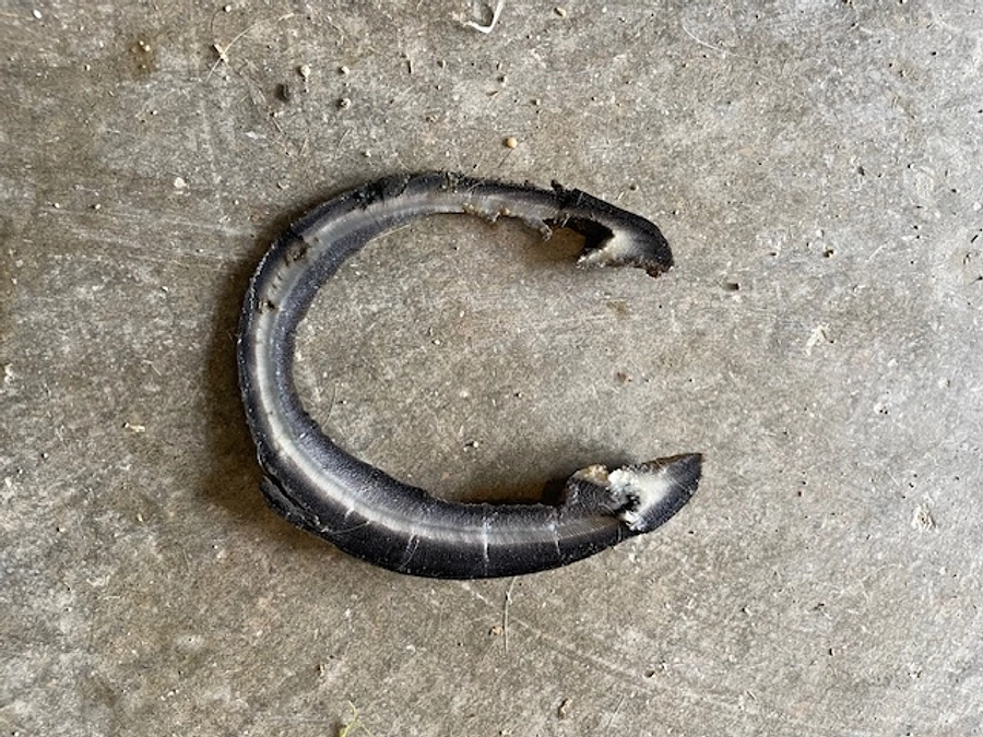 蹄ととのえました！！