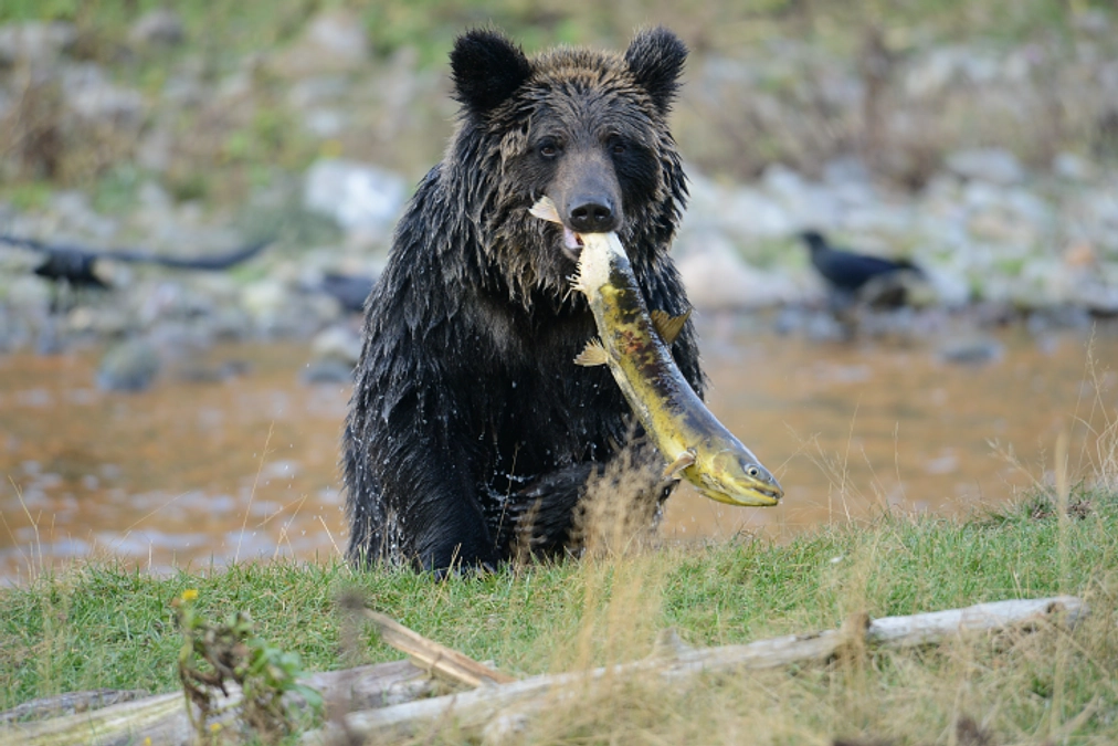 ＼8月9日(水)開催！／「北海道に生息する野生生物の細胞を使ってわかること」オンラインイベント
