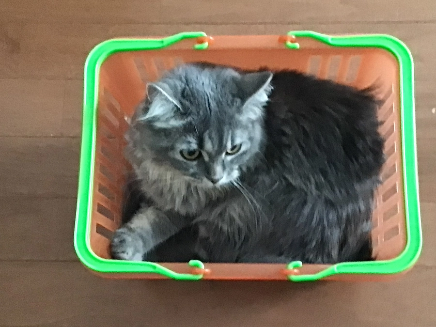 闘病４５日目　むぎの動きーー！😁