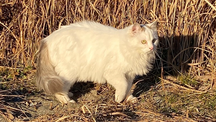 必死に生きたいと帰ってきた桃ちゃんを助けてください