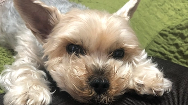 先天性門脈シャントで苦しむキキを助けてください のトップ画像