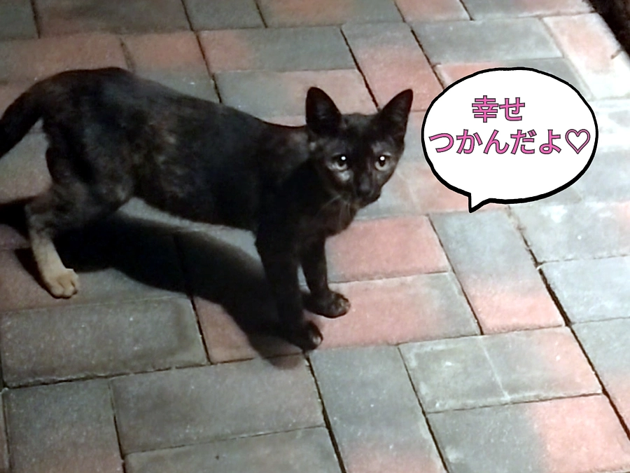 クラウドファンディング挑戦６日め