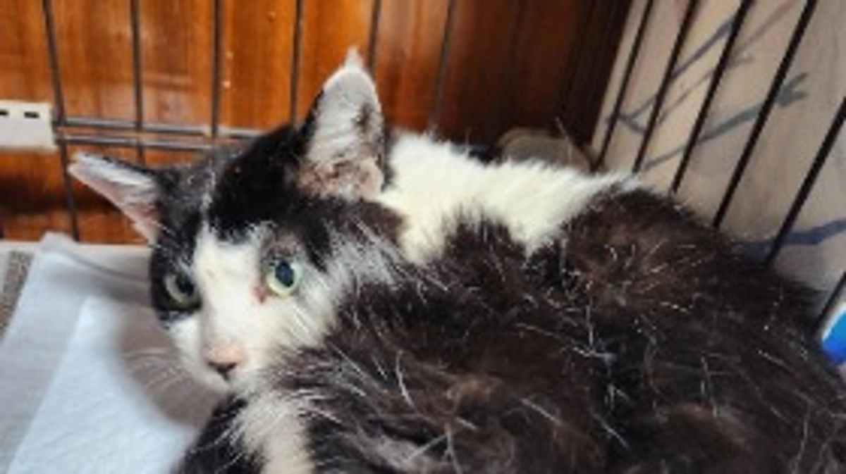 🆘️クラウドファンディング残り3️⃣日になりました🆘️