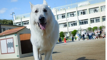 こどもたちと共に動物に優しい社会を目指して のトップ画像