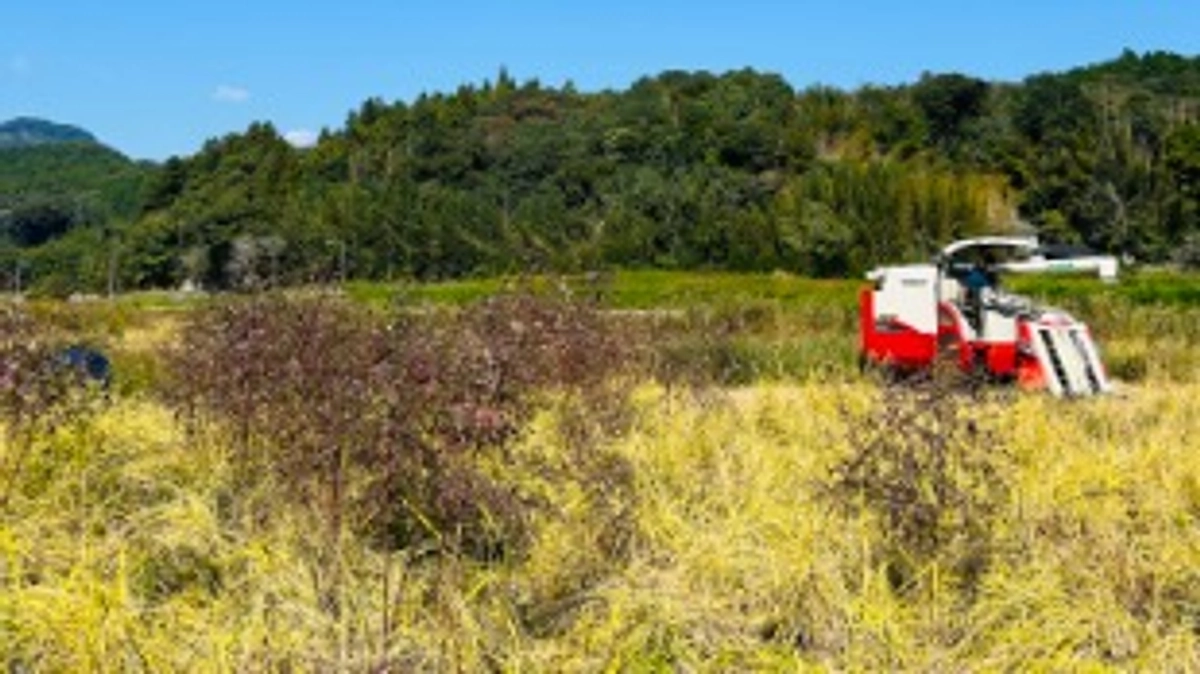 ヒノヒカリの稲刈り中です！2023.10