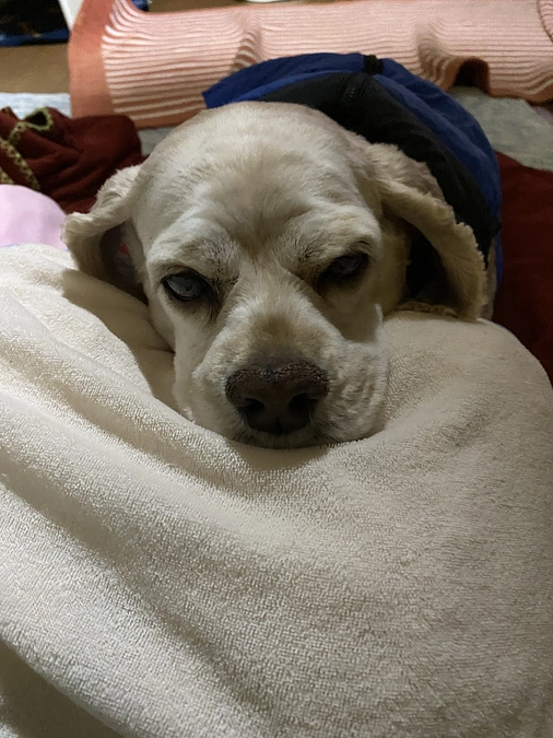 ロレンツアへご支援再度お願い致します　下痢がひどくなり後ろ足の腫瘍が大きくなり階段登れません