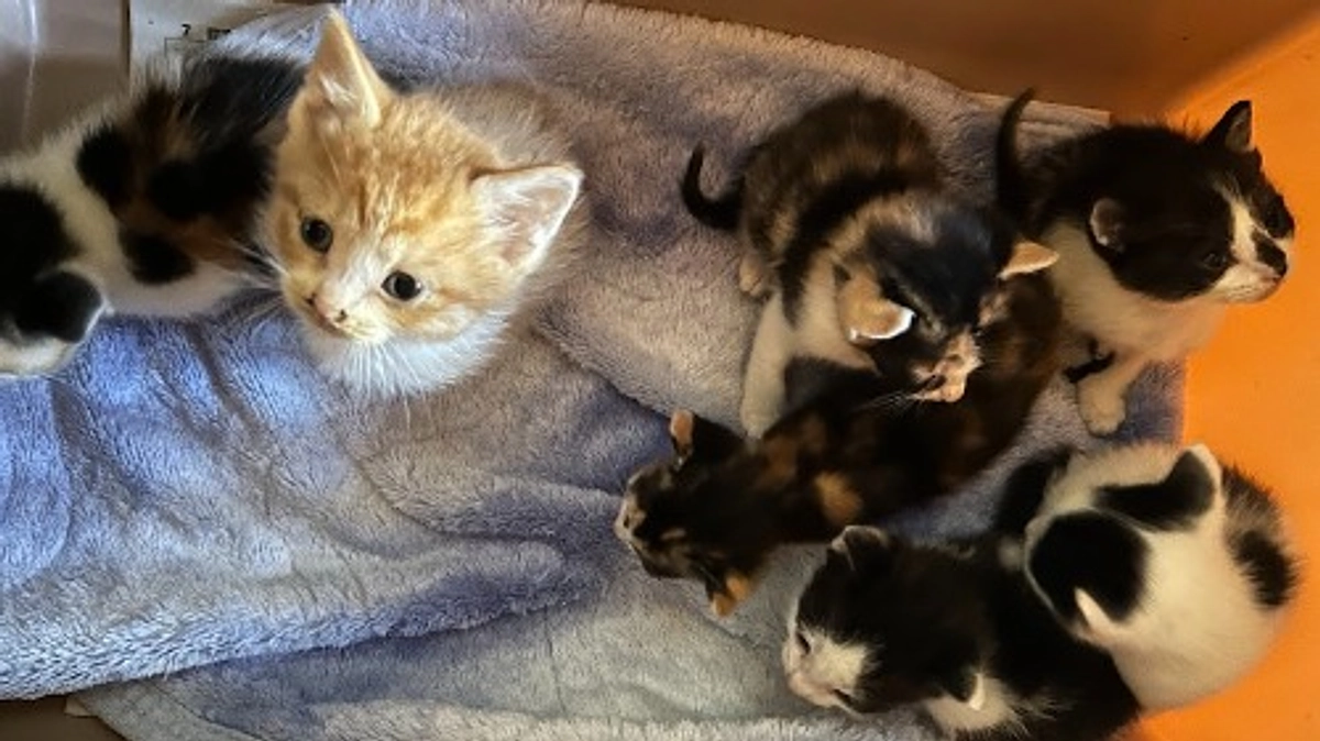 続々　ヘルプ依頼！