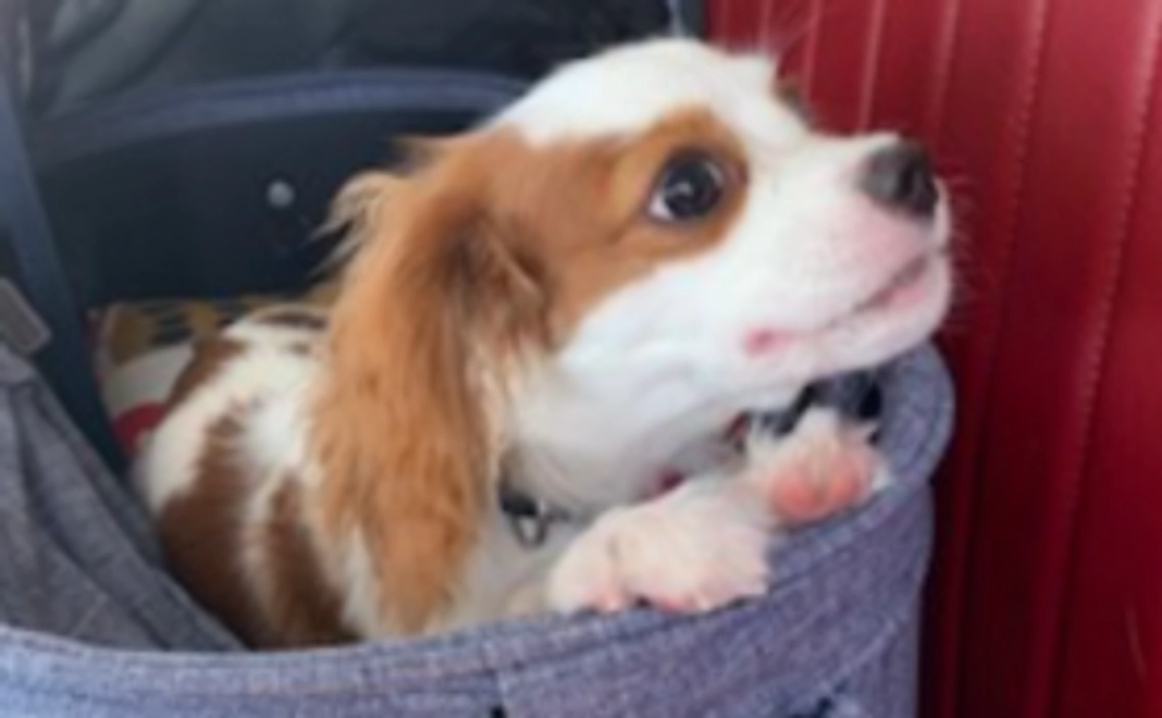 なむちゃんを全力応援コース！