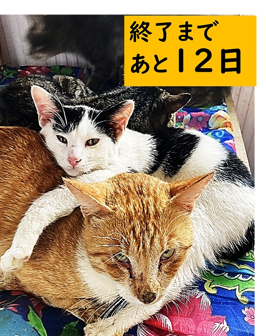 活動報告：持続的なシェルター運営をめざして