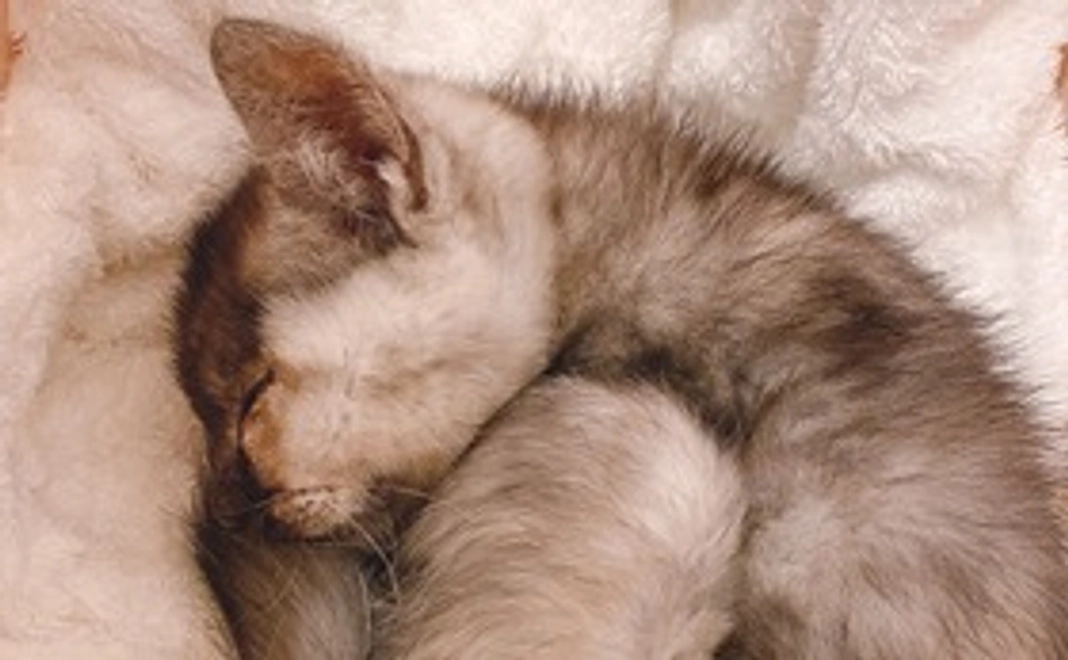 感謝のメール&お写真　2枚