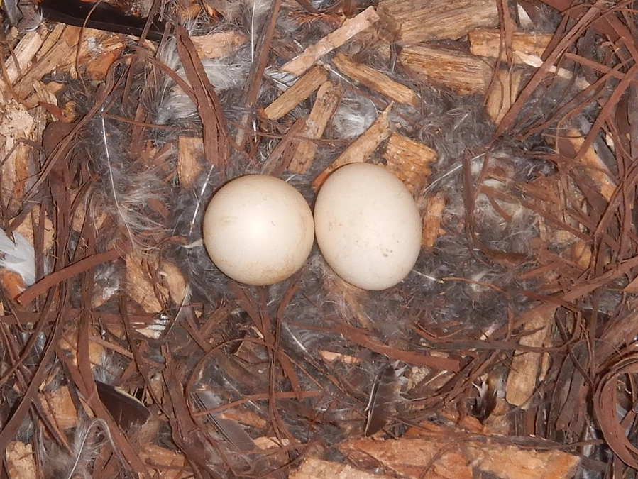 アファンの森で今年もフクロウの繁殖を確認しました