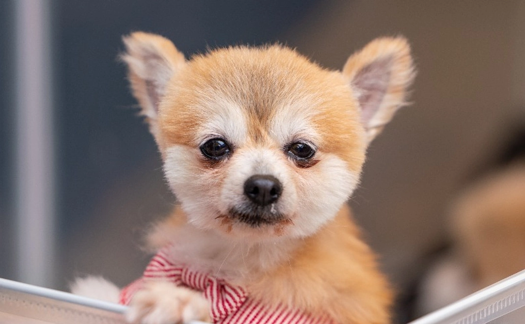 純粋応援｜1万円コース