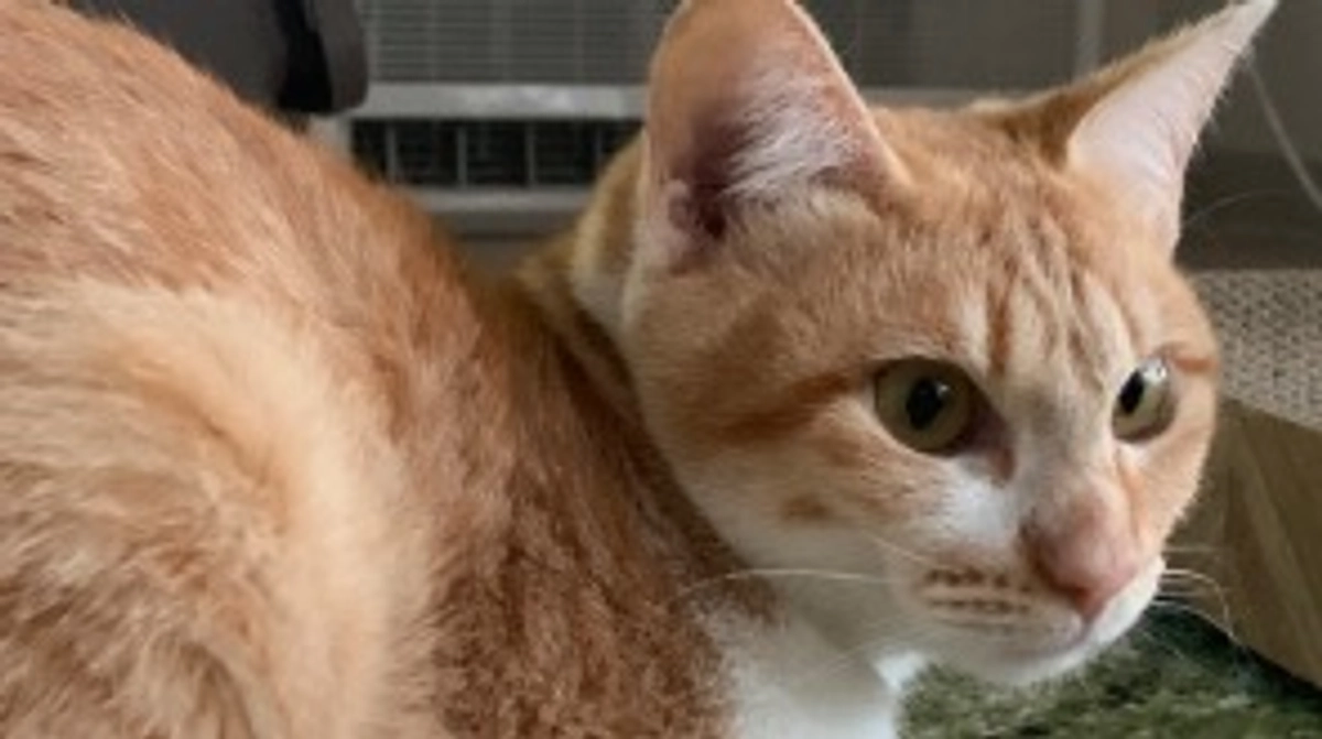 投薬43日目（プロジェクト開始3日目）