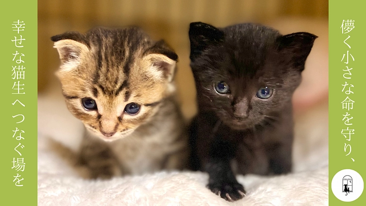 生後間もない乳飲み子の小さな命を繋ぐ！ 譲渡型保護猫ハウスの開設へ