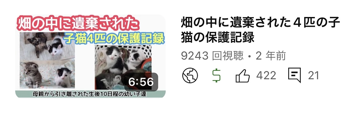 畑の中に遺棄された生後10日目の子猫
