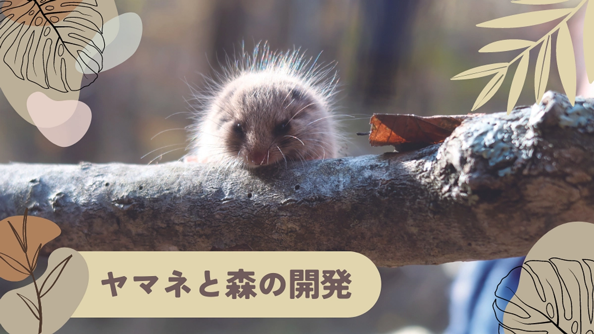 【あと9日！】ヤマネと森の未来を守りたい🌳🐾【ヤマネと森の開発】スライドショー