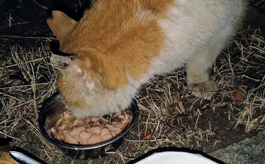病気の野良猫のために餌のご支援をよろしくお願い致します🙇