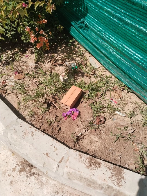 洪水で母犬ダムと子犬ロッキーの安全確認