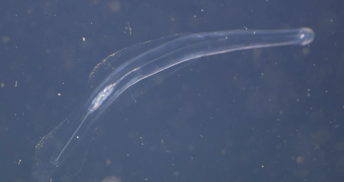 2024年1月25日「南極水族館」