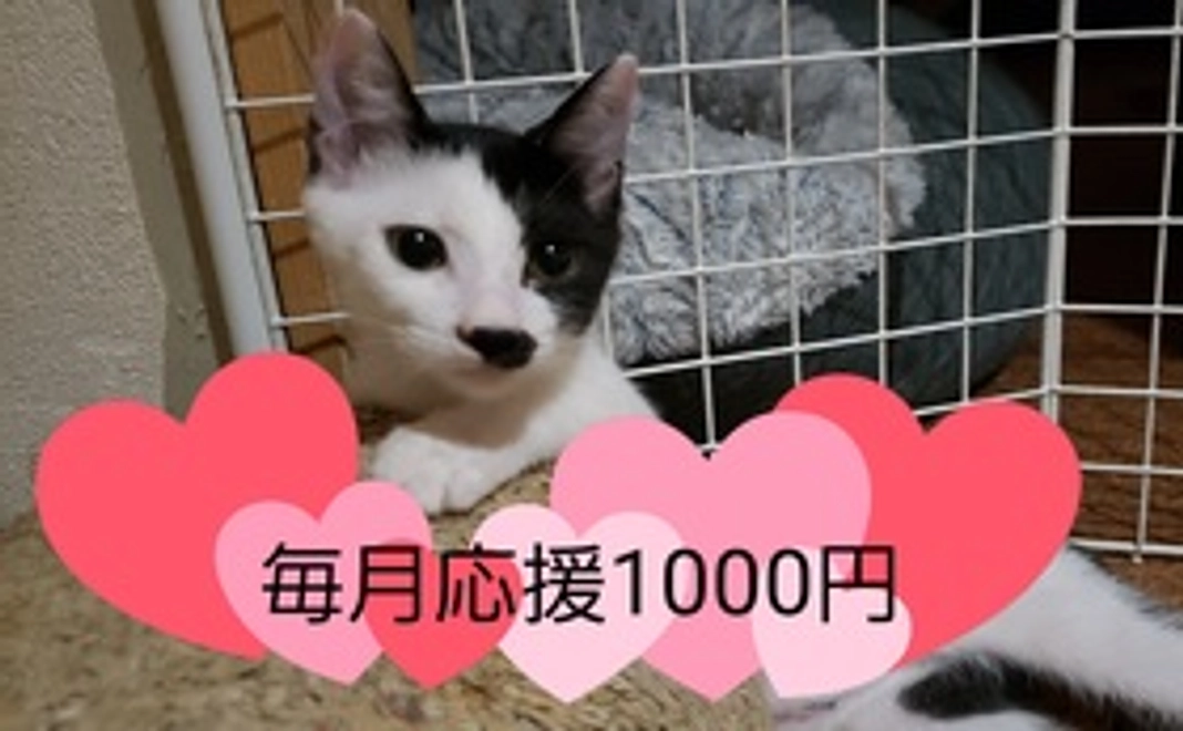 毎月応援1000円コース