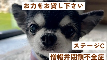 僧帽弁閉鎖不全症のチワワ、プッチの命を助けたいです。 のトップ画像
