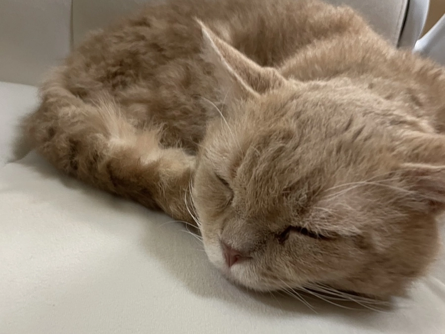 【あと8日】泣いても笑っても