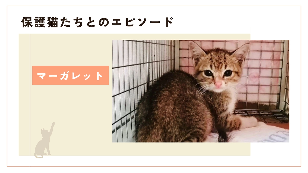 思い出が多すぎる(FIP寛解❣️)マーガレットちゃんの巣立ち