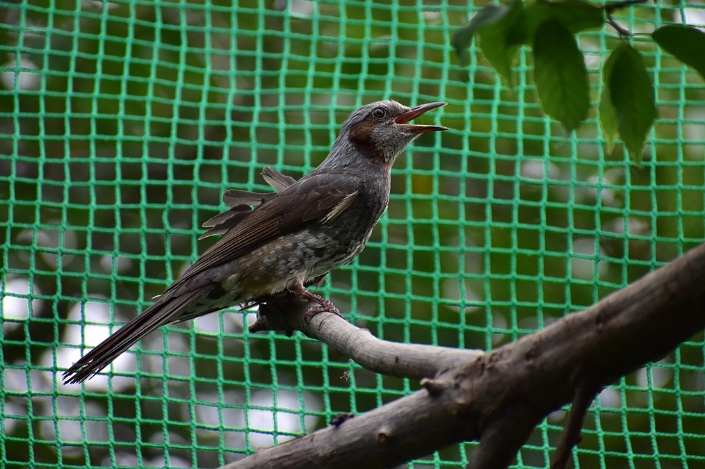 【リリース情報】左翼を骨折していたヒヨドリ、ついにリリース！ お祝いリターンも！