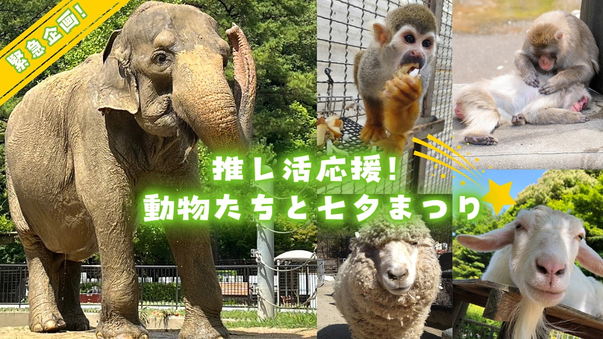 【＼緊急企画／】推し活応援！動物たちと七夕まつり☆彡動物たちのおなかと心を満たそう！（7/9まで）