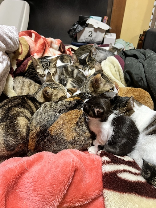 緊急SOS！　ニャンコ大集合！睡眠妨害