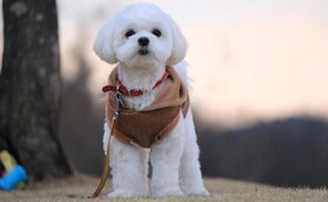 🐶ポール応援コース2❤️