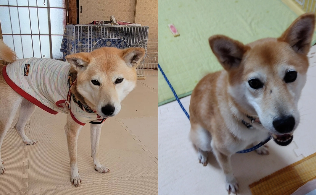 各種予防薬を買っていただけませんか？