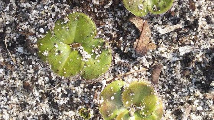 世界の食虫植物を探し続けて２５年。その集大成の地図を作りたい