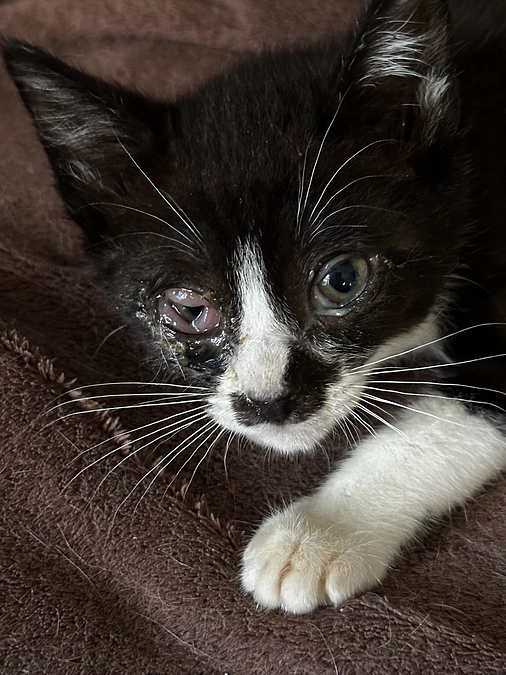 引き取りの仔猫達