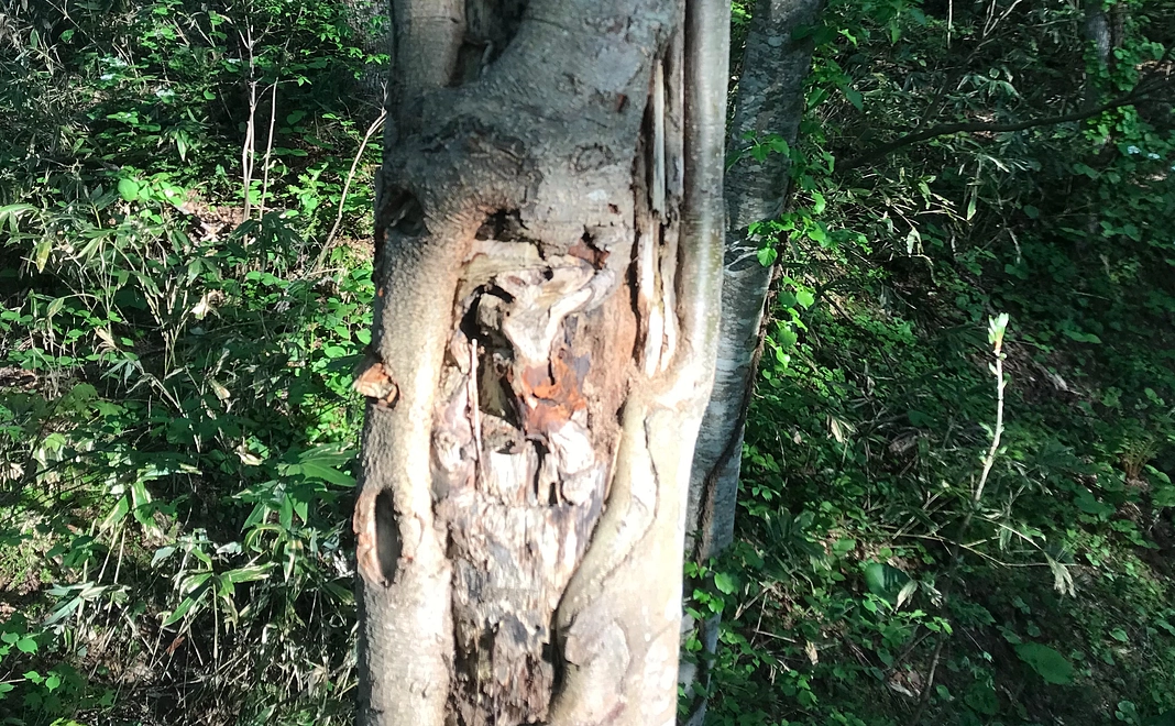 樹木への栄養補給  Nourishment for trees