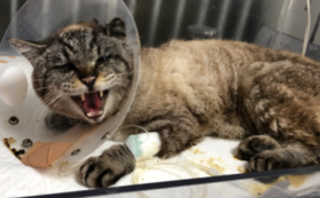 ワカバくん頑張れコース3000