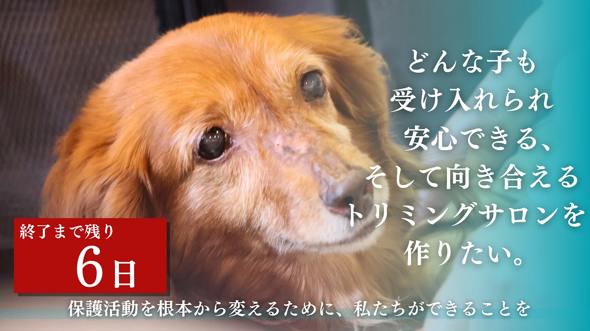 残り6日となりました！応援メッセージのご紹介