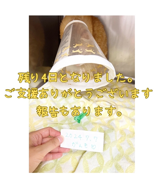 残り4日となりました。