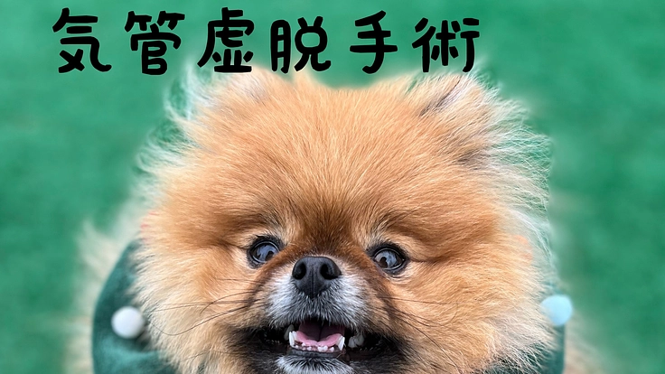 気管虚脱の手術・治療・入院費