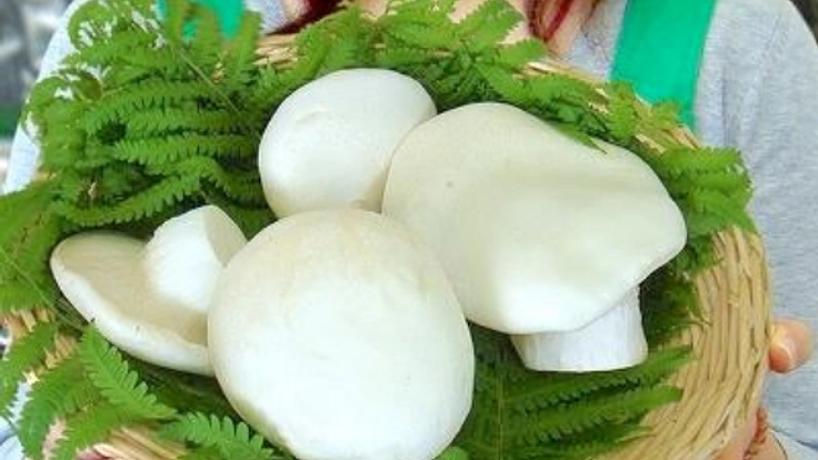 岩手県洋野町で「天然きのこ」の食文化を継承していきたい