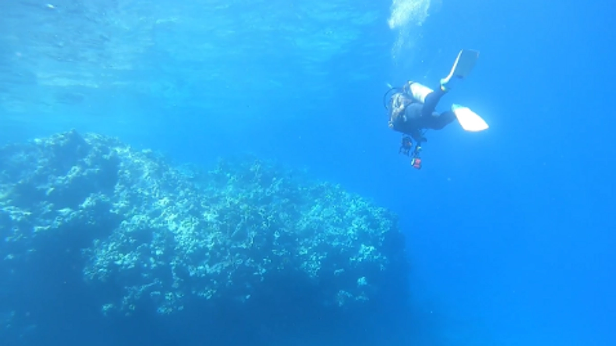 サンゴ礁の「今」を調査！（その2）