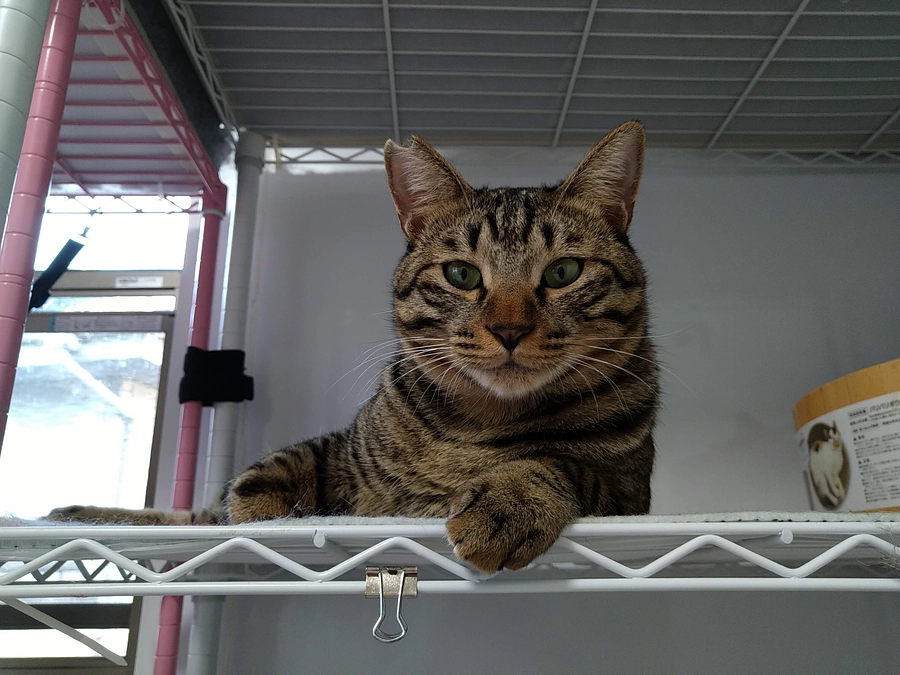 在籍猫紹介【かわわ君】