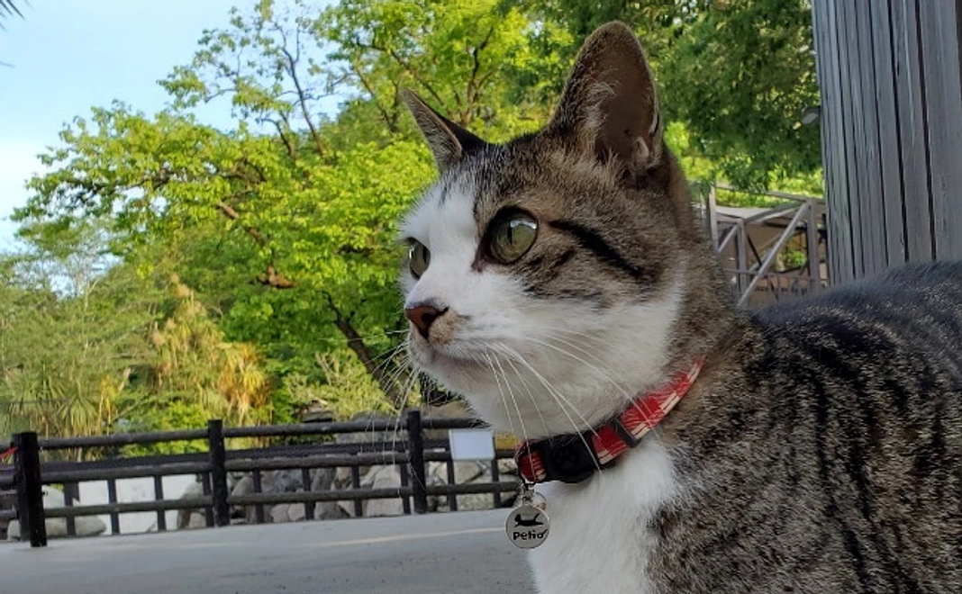 ＜7/12NEW＞グッズ応援｜サバチョビ実行委員長 アクリルキーチェーン