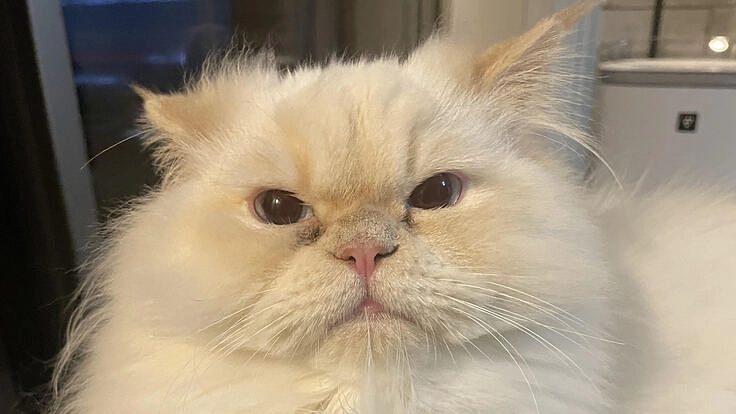 【FIP(猫伝染腹膜炎)闘病中】まろの命を助けてください。